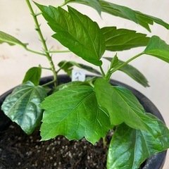 ハイビスカス　観葉植物　園芸　ガーデニング　2本立ちの画像