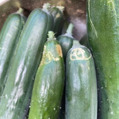 💚朝採れキュウリ💚大きめ💚の画像