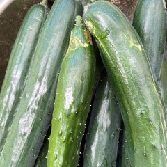 💚朝採れキュウリ💚大きめ💚の画像