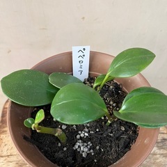 ペペロミア　オブツシフォリア　ガーデニング　園芸　多肉植物　観葉植物　4本立ちの画像