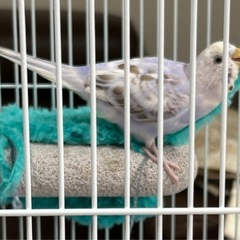 里親募集中 セキセイインコ スパングルライラック