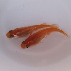メダカ「女雛・めびな」若魚10匹の画像