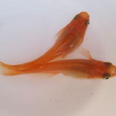 メダカ「女雛・めびな」若魚10匹の画像