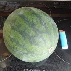 スイカ🍉の画像