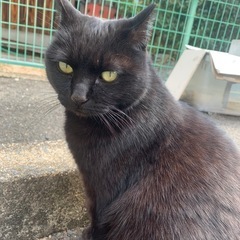 甘えん坊黒猫ちゃん里親急募集！！