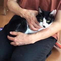 『飼い主さん募集』❤️🐱5匹のねこちゃん達🐾❤️🎥