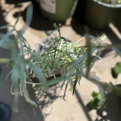 クラスペディア夏越し苗　花芽付き（1年生）と種の画像