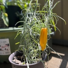 クラスペディア夏越し苗　花芽付き（1年生）と種の画像