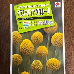 クラスペディア夏越し苗　花芽付き（1年生）と種の画像