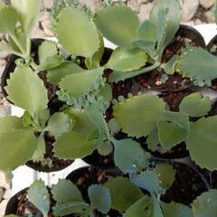 観葉植物マザーリーフの画像