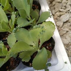観葉植物マザーリーフの画像