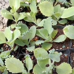 観葉植物マザーリーフの画像