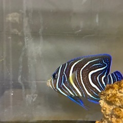 サザナミヤッコの画像