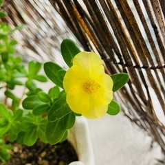 観葉植物6種
 の画像