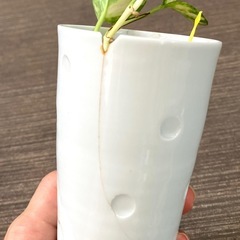 観葉植物6種
 の画像