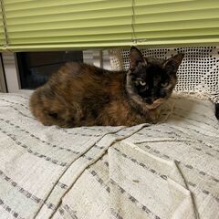 実家の猫ちゃんの行き先がありません。