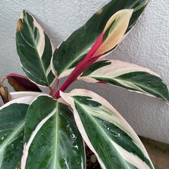 観葉植物🪴ストロマンテの画像