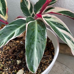 観葉植物🪴ストロマンテの画像