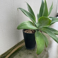 観葉植物🪴アガベの画像