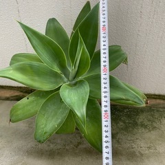 観葉植物🪴アガベの画像