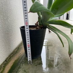 観葉植物🪴アガベの画像