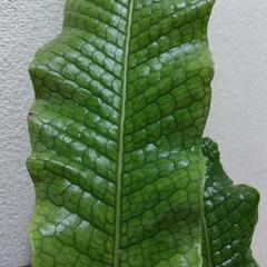 アスプレニウムの画像