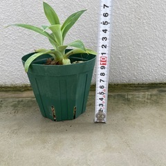 観葉植物🪴アガベの画像