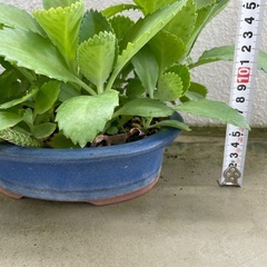 観葉植物🪴カランコエ　子宝草の画像