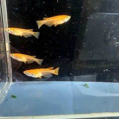 メダカ 紅帝 2ペアの画像