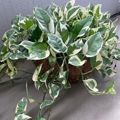 観葉植物🪴ポトス　エンジョイの画像