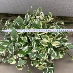 観葉植物🪴ポトス　エンジョイの画像