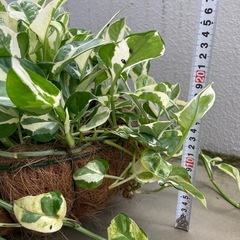 観葉植物🪴ポトス　エンジョイの画像
