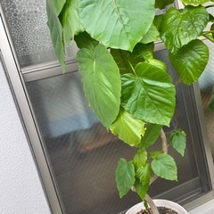 観葉植物🪴ウンベラータ　130センチの画像