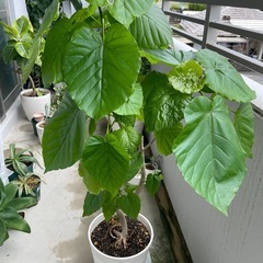 観葉植物🪴ウンベラータ　130センチの画像