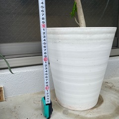 観葉植物🪴ウンベラータ　130センチの画像