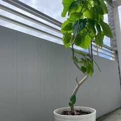 観葉植物🪴ウンベラータ　130センチの画像