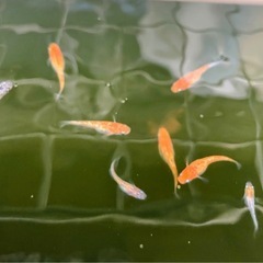 メダカの画像