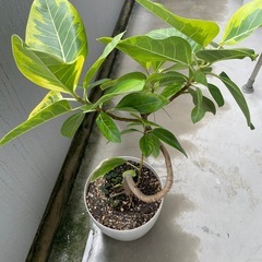 観葉植物🪴 フィカス・アルティシマ　110センチの画像