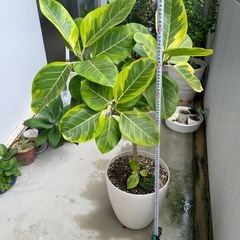 観葉植物🪴 フィカス・アルティシマ　110センチの画像