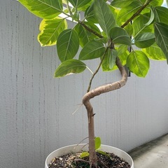 観葉植物🪴 フィカス・アルティシマ　110センチの画像