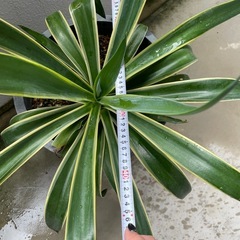 観葉植物🪴アガベの画像