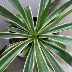 観葉植物🪴アガベの画像