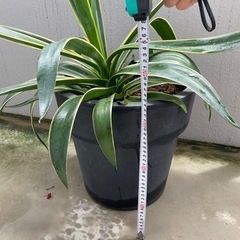 観葉植物🪴アガベの画像