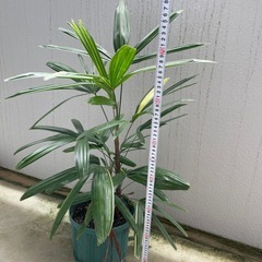観葉植物🪴 カンノンチク　斑入りの画像