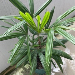 観葉植物🪴 カンノンチク　斑入りの画像
