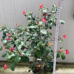 観葉植物🪴ハナキリン　トゲなしの画像