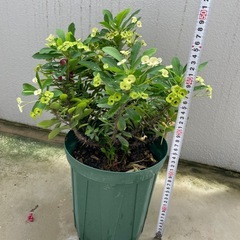 観葉植物🪴ハナキリン　トゲありの画像