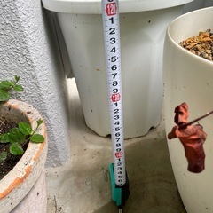 観葉植物🪴オーガスタ　140センチの画像