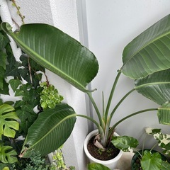 観葉植物🪴オーガスタ　140センチの画像