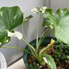 観葉植物🪴クワズイモ　斑入りの画像